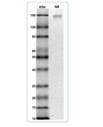 MW: Molecular Weight marker reduced condition
NR: Siglec 9 dimer under non-reduced condition